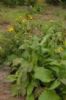 Inula Helenium Extract  